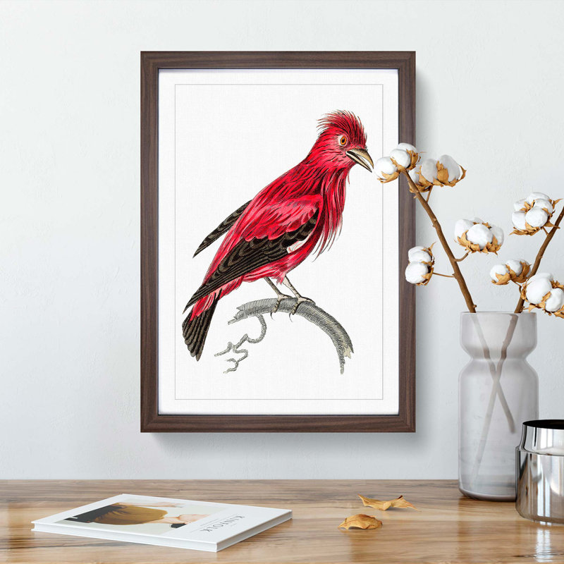 Crimson Roller Bird by George Shaw - Framed Print, 48cm H x 36cm W x 2cm D, Walnut Framed