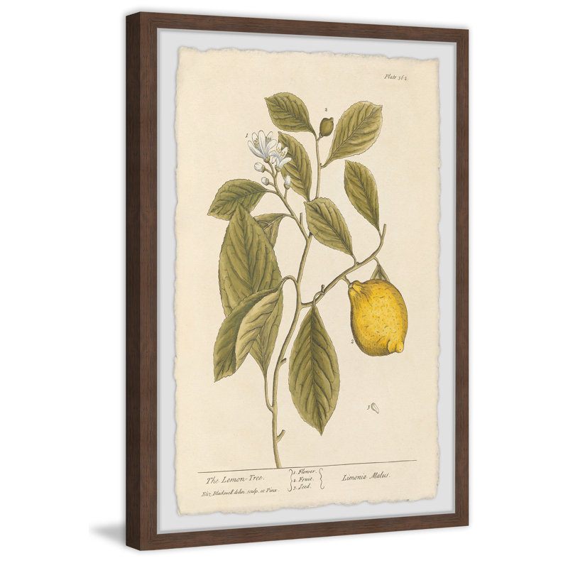 «The Lemon Tree», reproduction encadrée, H 12 po x l 8 po