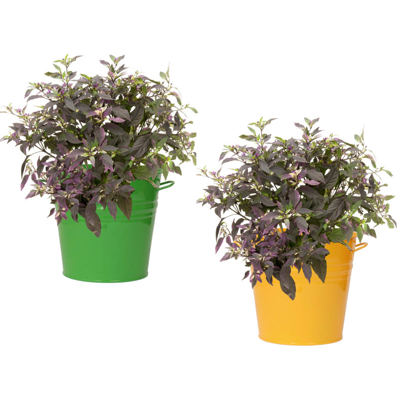 Maynard Metal Pot Planter, Saffron/Tangerine