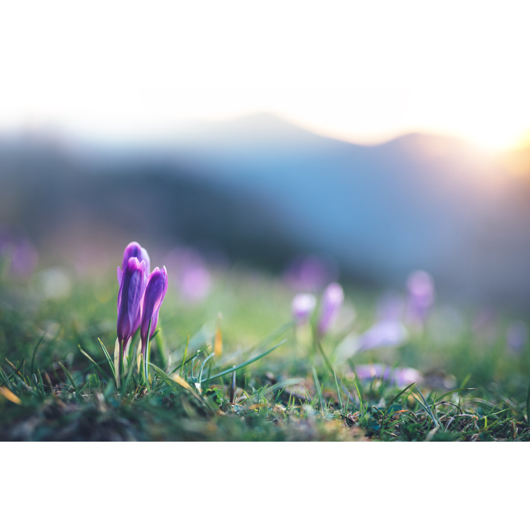 Krokusblüten bei Sonnenaufgang von Borchee - Druck auf Leinwand ohne Rahmen