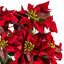 18 po poinsettia rouge et buisson de feuilles.