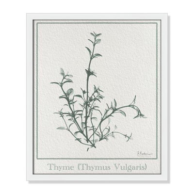 Jeanette "Thymus Vulgaris" Print
