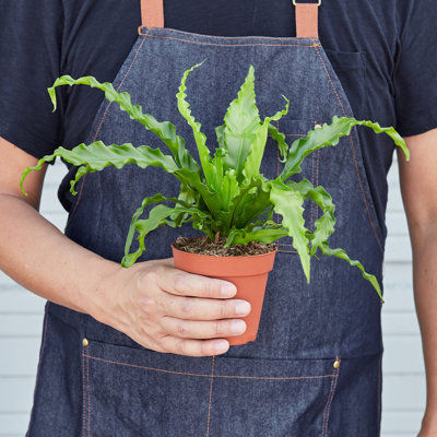 House Plant Shop Live Fern Plant Low Maintenance Plant Rattan