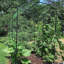 Tall Garden Arch Trellis For Climbing Plants, Large Grape Vine Support Arch Arbour Trellis
