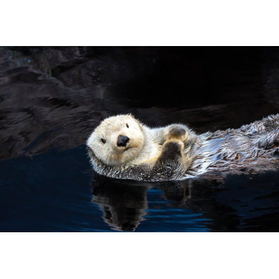 Sea Otter Floating In The Water - Wrapped Canvas Print