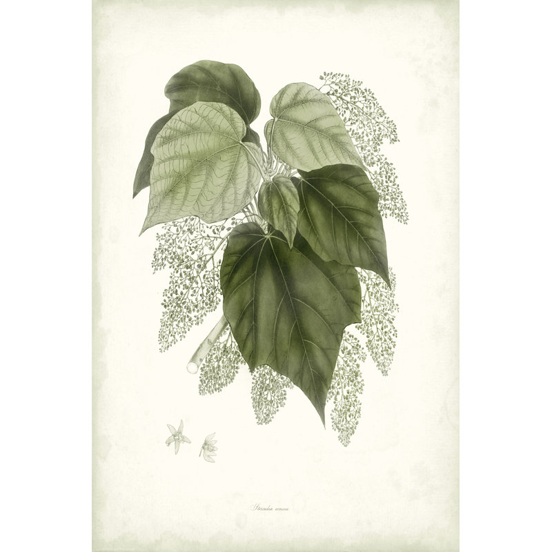 Sage Botanical III by Vision Studio - Wrapped Canvas Painting, 46cm H x 30cm W
