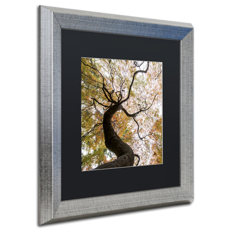 «Under a Japanese Maple 2», reproduction de photo carrée encadrée, H 16 po x l 16 po x P 0,5 po, Cadre argenté