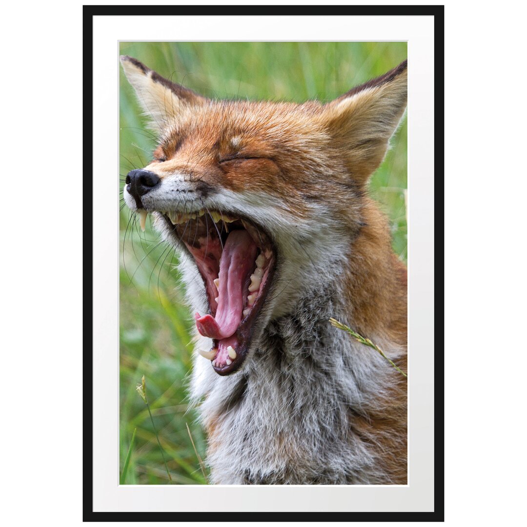 Gerahmtes Poster Müder Fuchs auf Wildwiese