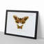 Emperor Moths Illustrations by Charles D' Orbigny - Picture Frame Painting Print-55539561-55539556