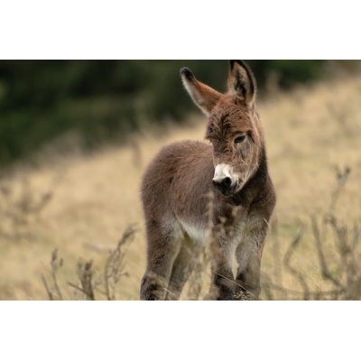 Donkey Foal par Allexclusif - Photographie sur toile tendue