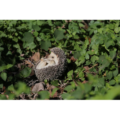 Hedgehog On Back Statue