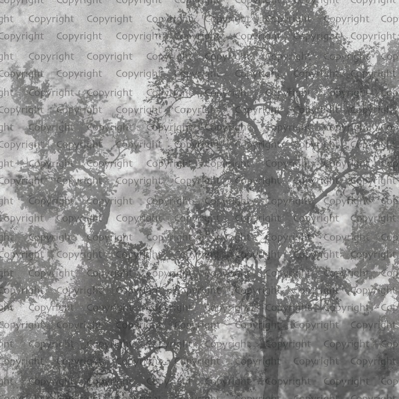 Ethereal Forest Mist Wallpaper Mural, Gray, 110.04" L x 204" W