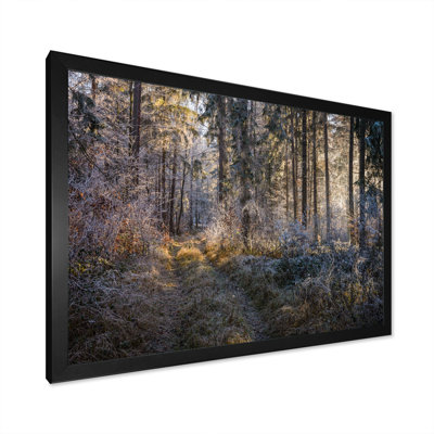 " Forest Trees In Winter "