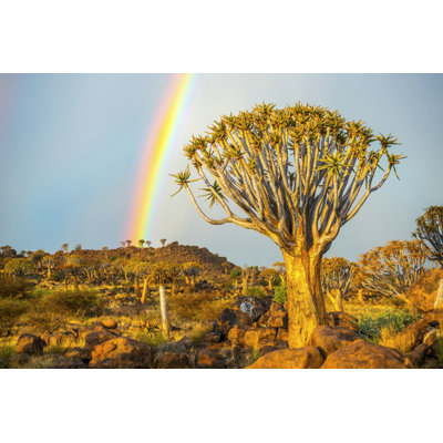 Forêt de carquois (Aloe Dichotoma) dans l'aire de jeu des géants avec un arc-en-ciel; Keetmanshoop (19 x 12)