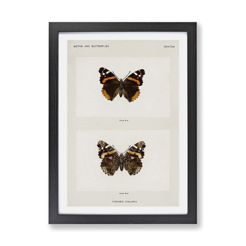 Red Admiral Butterfly by S.F. Denton - Framed Print, 24cm H x 33cm W x 2cm D, Black