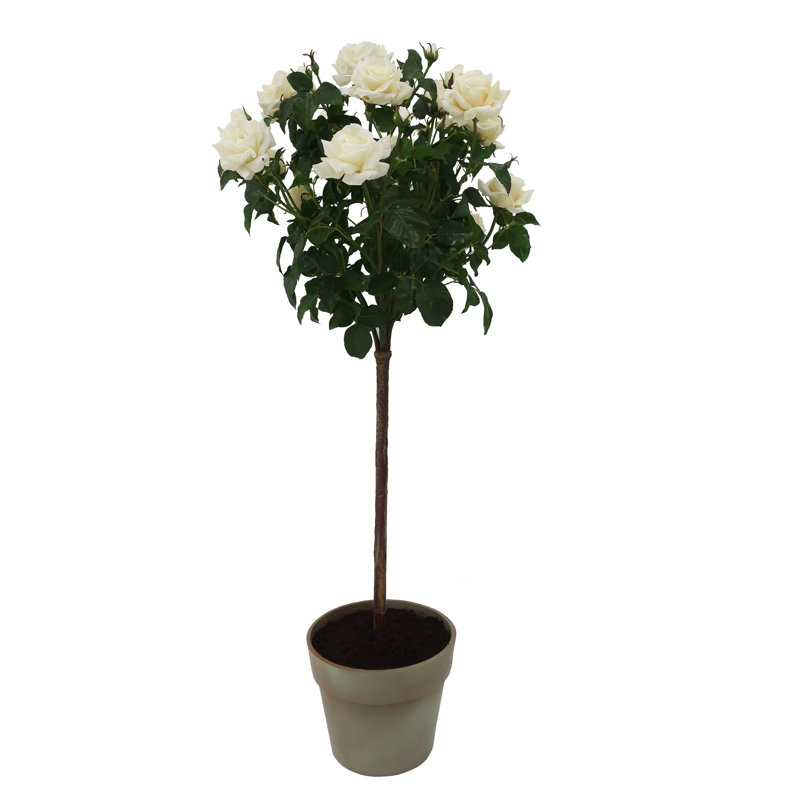 ROSE TREE IN POT