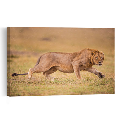 Running African Lion Abstract Contemporary Cat Lion Wildlife Landscape Wall Art Print