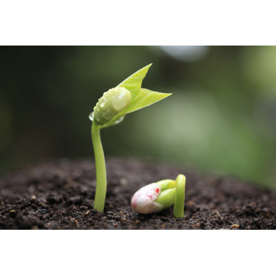 Menken Sprout Of Kidney Beans
