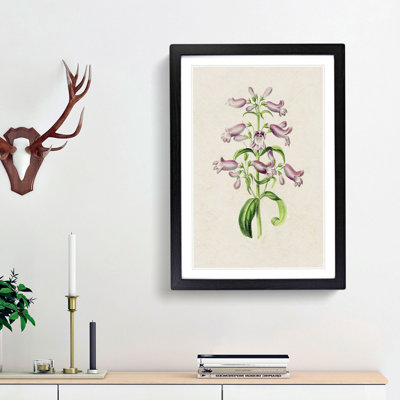 Purple Beardtongue Flower Illustration - Framed Print