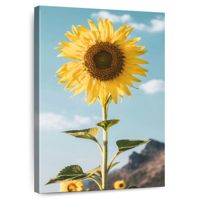 Mountain Sunflower