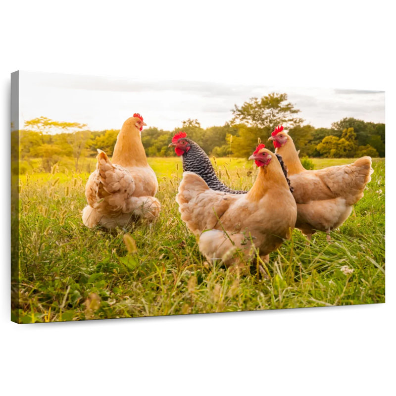 Chickens Looking For Food