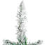 Frosted Pine Artificial Christmas Tree In Burlap Base - Unlit-1654757714