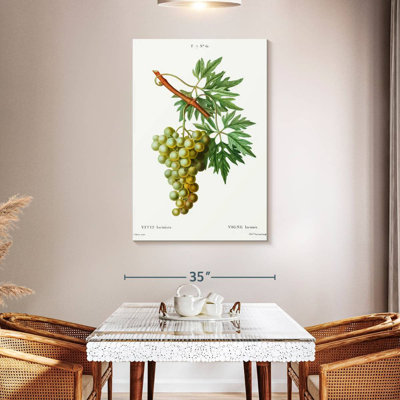 Vigne Yarlin - Vitis Laciniata