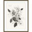 Dog Roses In Bloom 1 Print-529380792