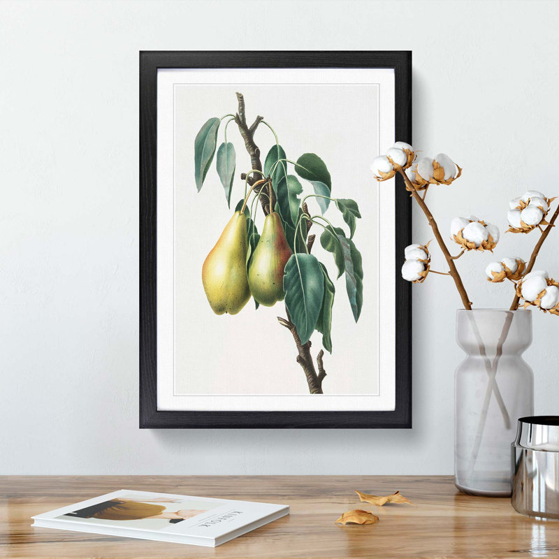 Lemon Pear Tree by Giorgio Gallesio - Picture Frame Painting Print, 36cm H x 27cm W x 2cm D, Black Framed