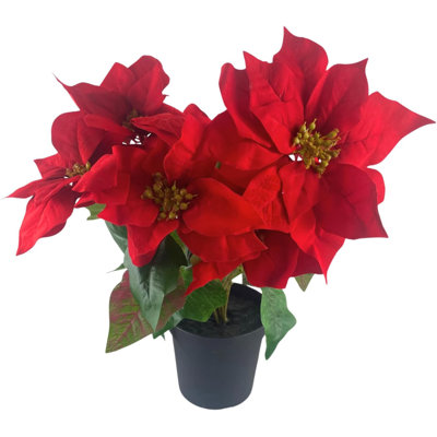 Poinsettia Arrangement