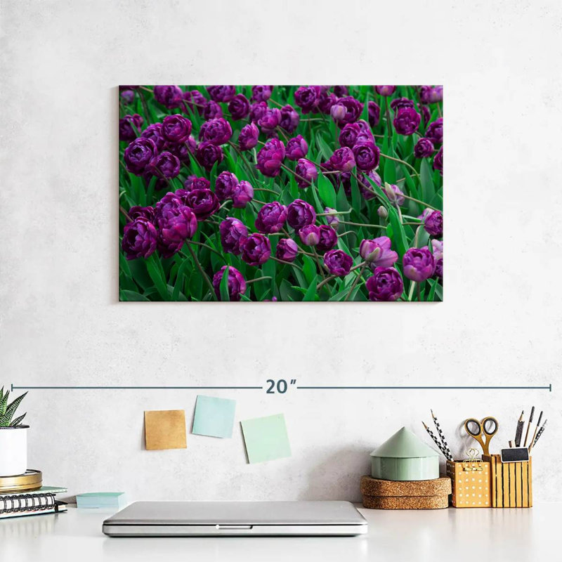 Alvord Violet Tulips, 8" H x 12" W