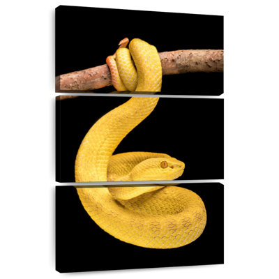 Brampt Venomous Pit Viper