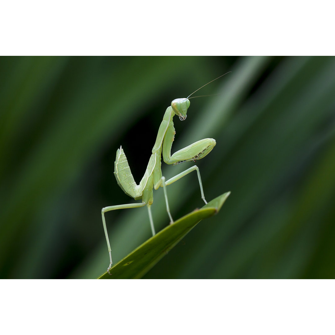 Mantodea Is On A Leaf von Puripat Penpun - Kunstdrucke auf Leinwand