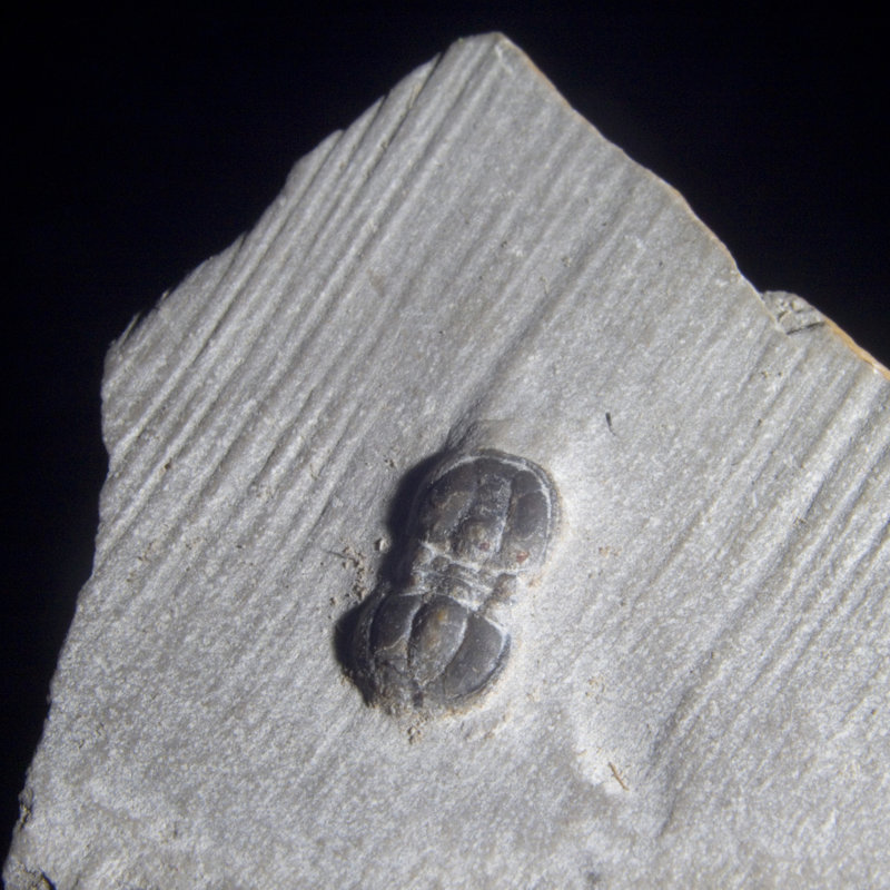 Agnostida fossile. Delta, Utah