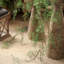 55,11 po Faux plante eucalyptus-1366785857