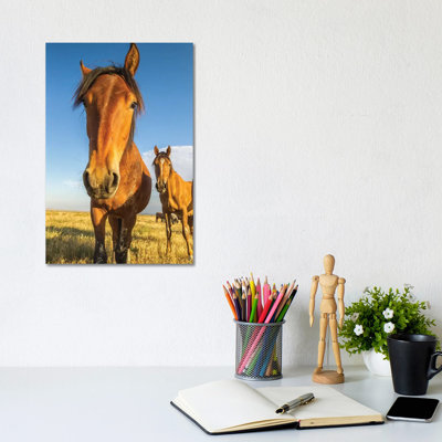 USA, Utah, Tooele County. Wild horses close-up. 1 Piece Wrapped Canvas Wall Art