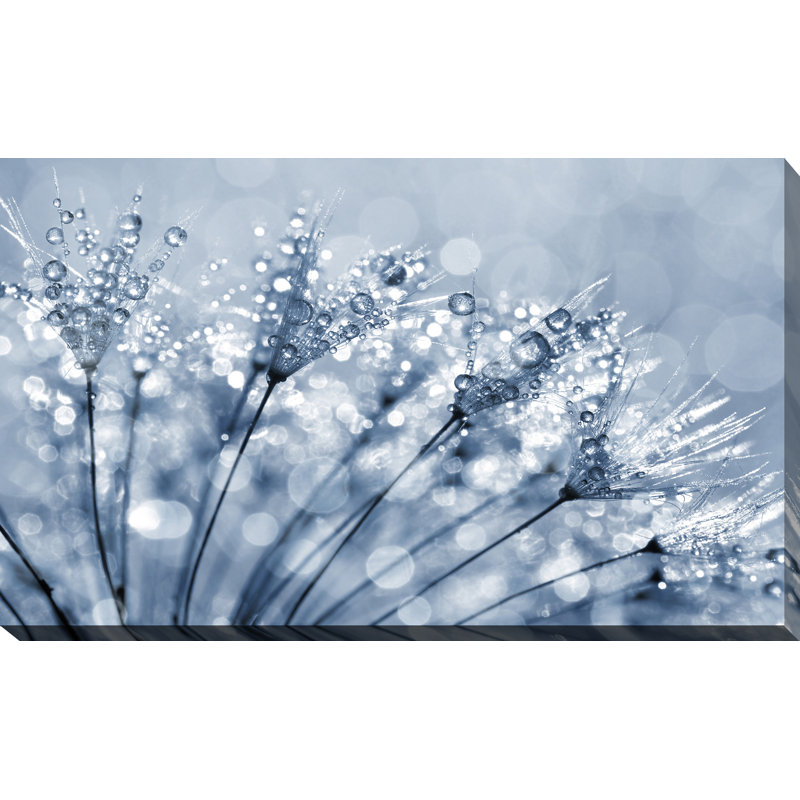 « dewy pissenlit fleur close up », reproduction de photo sur toile tendue, H 28 po x l 48 po x P 1,5 po
