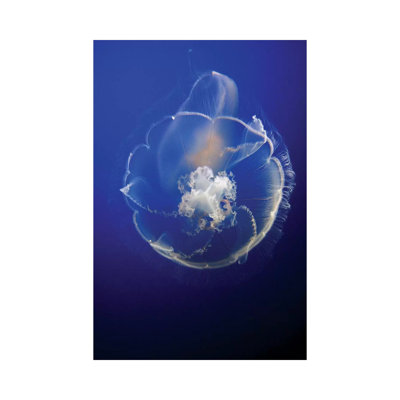 Moon Jelly In Aquarium, Distributed Worldwide by Hiroya Minakuchi - Wrapped Canvas Print