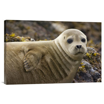" Harbor Seal Portrait "