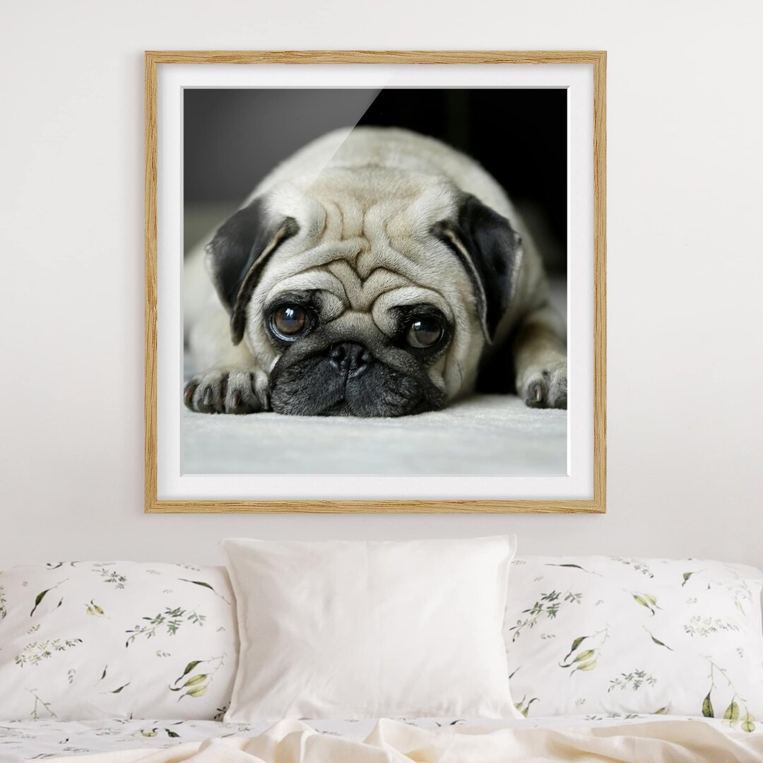 Gerahmter Fotodruck Pug Loves You