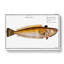Weever Fish by M.E. Bloch - Wrapped Canvas Painting-55305366