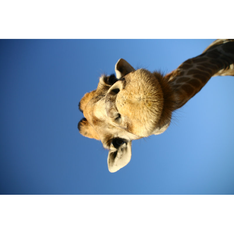 Giraffe Head - Wrapped Canvas Print, 30cm H x 46cm W x 3.8cm D