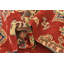 Tapis rouge Olander