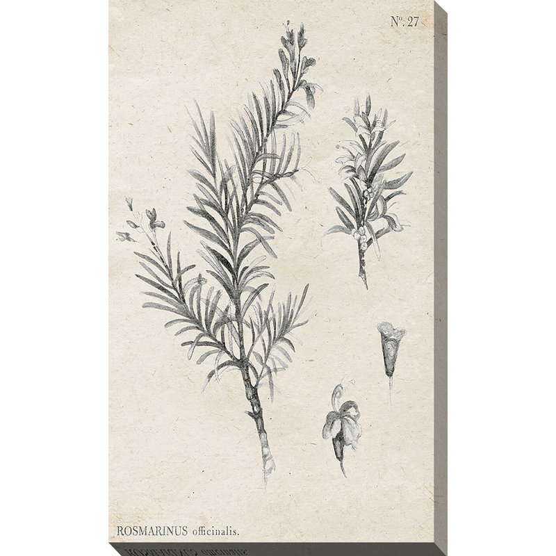 Latine botanique I par Janice Gaynor - impression, H 48 po x l 28 po x P 1,5 po, Toile tendue