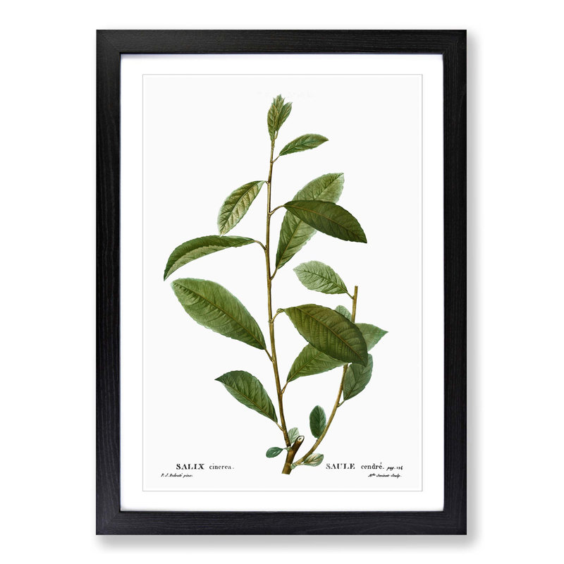 Grey Willow Tree Branch by Pierre-Joseph Redoute - Picture Frame Painting Print, Black Framed, 65cm H x 48cm W x 2cm D
