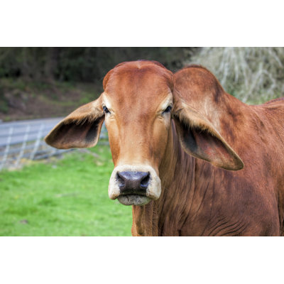 Brahman Cow - Wrapped Canvas Print