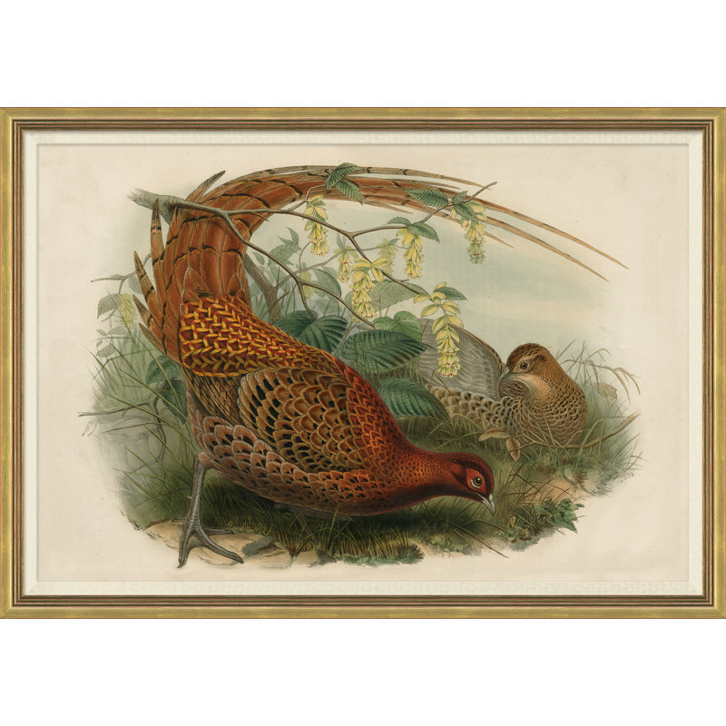 Pheasants From Gould's Birds Of Australia 15 Giclee Print