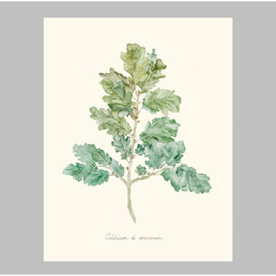 Herb Garden VI Print by Sara Brown