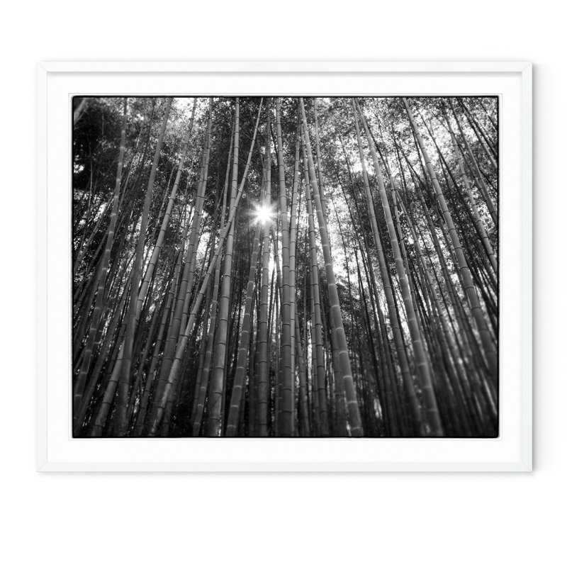 Bamboo Forest - Picture Frame Photograph on Paper , 29.5" H x 35.5" W, White Framed