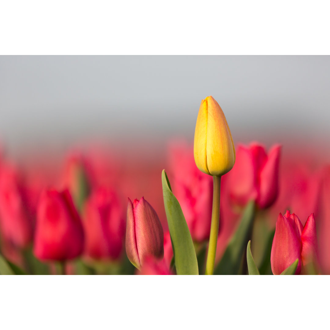 Große gelbe Tulpe mit rotem Tulpenfeld von Toos - Leinwanddrucke auf Leinwand